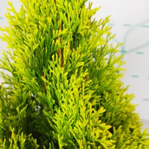 Tuya 'Golden Smaragd': El Faro Dorado del Jardín