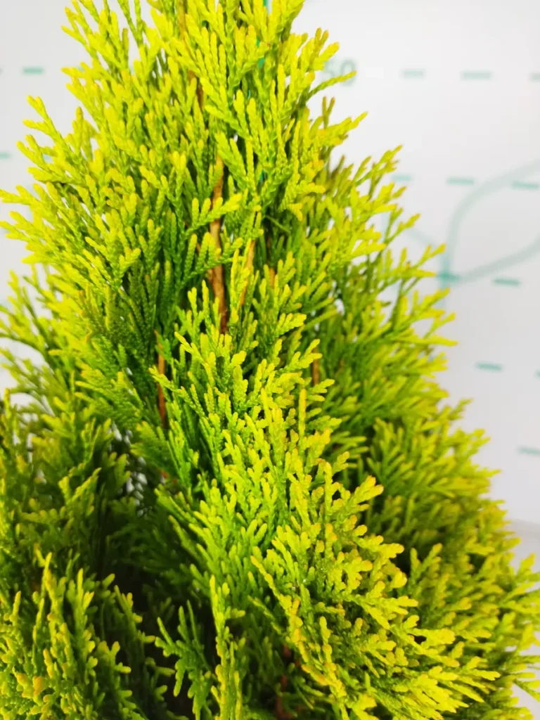 Tuya 'Golden Smaragd': El Faro Dorado del Jardín