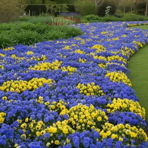 macizo de violas generando movimiento con colores