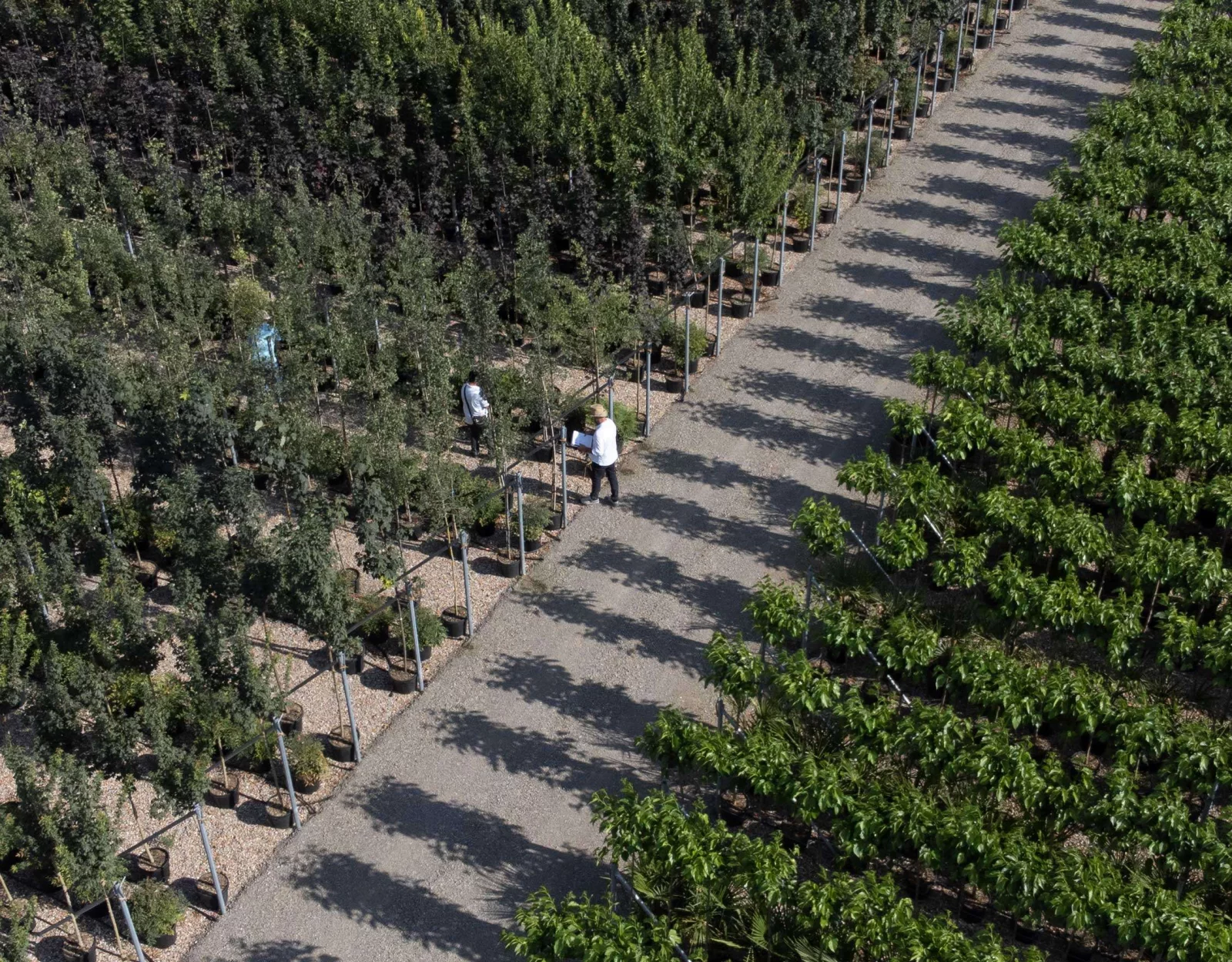 vivero pistoia selección de plantas