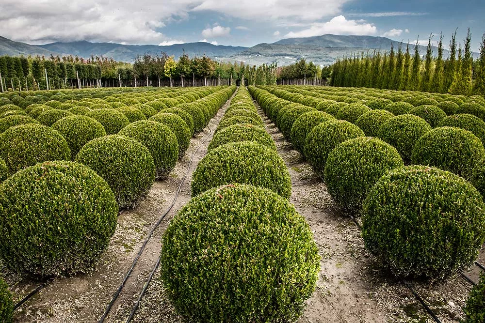 vivero pistoia vista de buxus y cipreses