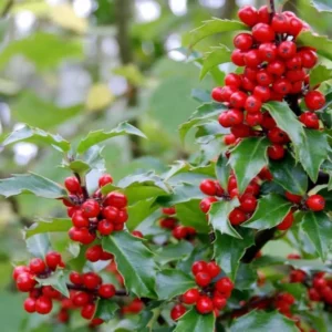 ilex meserveae blue princess detalle