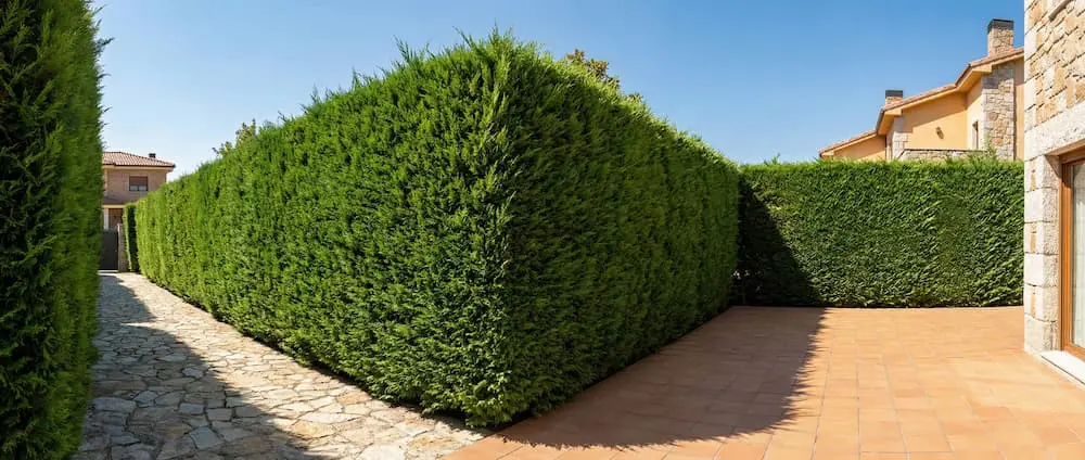 Setos para Madrid, Leylandii espectacular