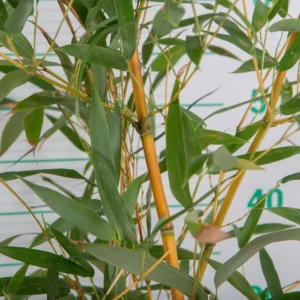 Bambú Dorado 'Aureocaulis' (Phyllostachys aureosulcata)