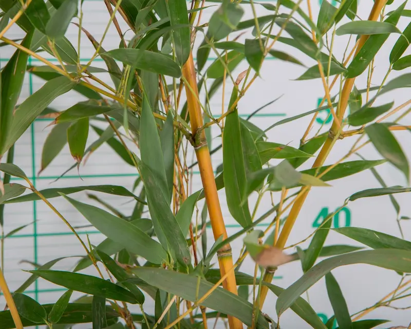 Bambú Dorado 'Aureocaulis' (Phyllostachys aureosulcata)