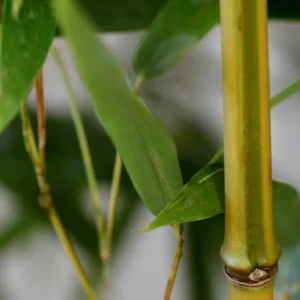 Bambú 'Spectabilis' (Phyllostachys aureosulcata)