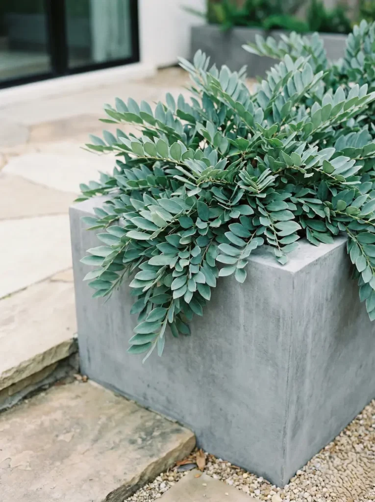 extraordinario arbusto de singular colorido azulado, muy resistente