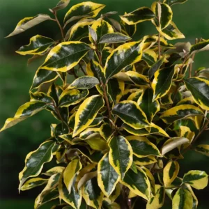 eleagnus gilt edge variegado aporta luz y color