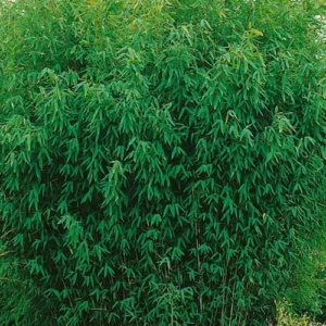 Fargesia Trifina en campo