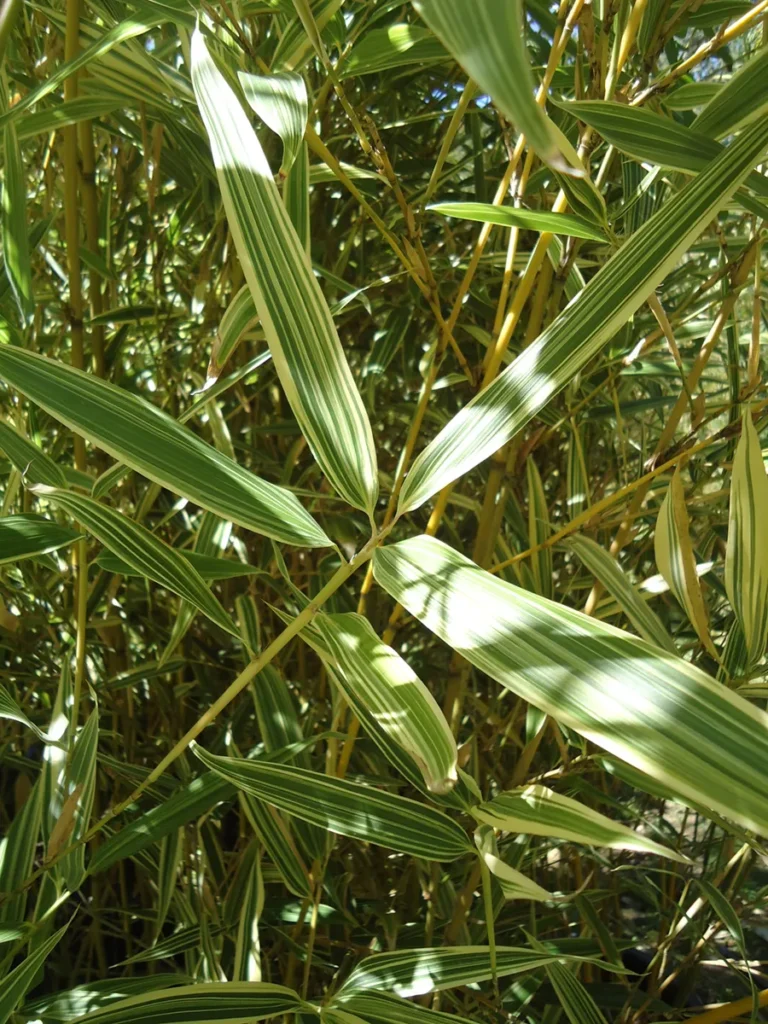 hibanobambusa tranquillans hoja variegada