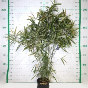 hibanobambusa contenedor 15 litros