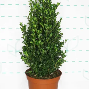 ilex crenata up right formado en cono