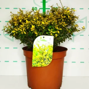 ilex crenata golden gem contenedor 10 litros