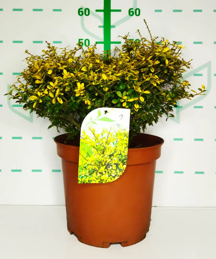 ilex crenata golden gem contenedor 10 litros