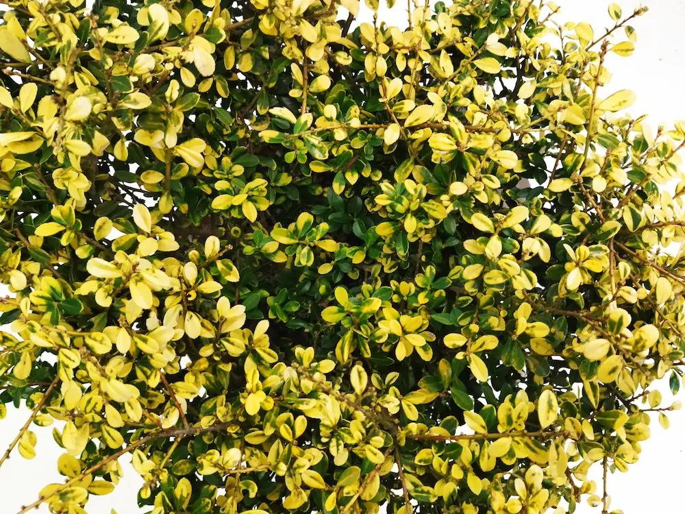 ilex crenata golden gem detalle