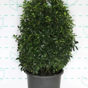 ilex meserveae blue princess contenedor de 15 litros