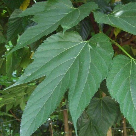 Morus kagayamae 'Fruitless': La Morera Ornamental (Sin Fruto)