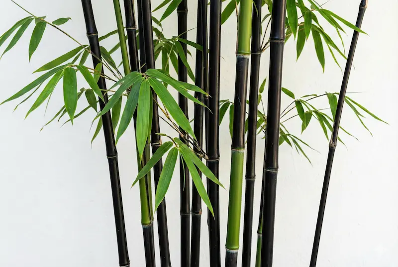 phyllostachys nigra bambú negro
