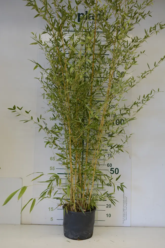 Bambú Dorado 'Aureocaulis' (Phyllostachys aureosulcata) - Imagen 3