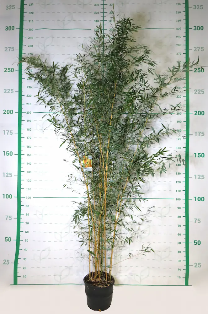 Bambú Dorado 'Aureocaulis' (Phyllostachys aureosulcata) - Imagen 2