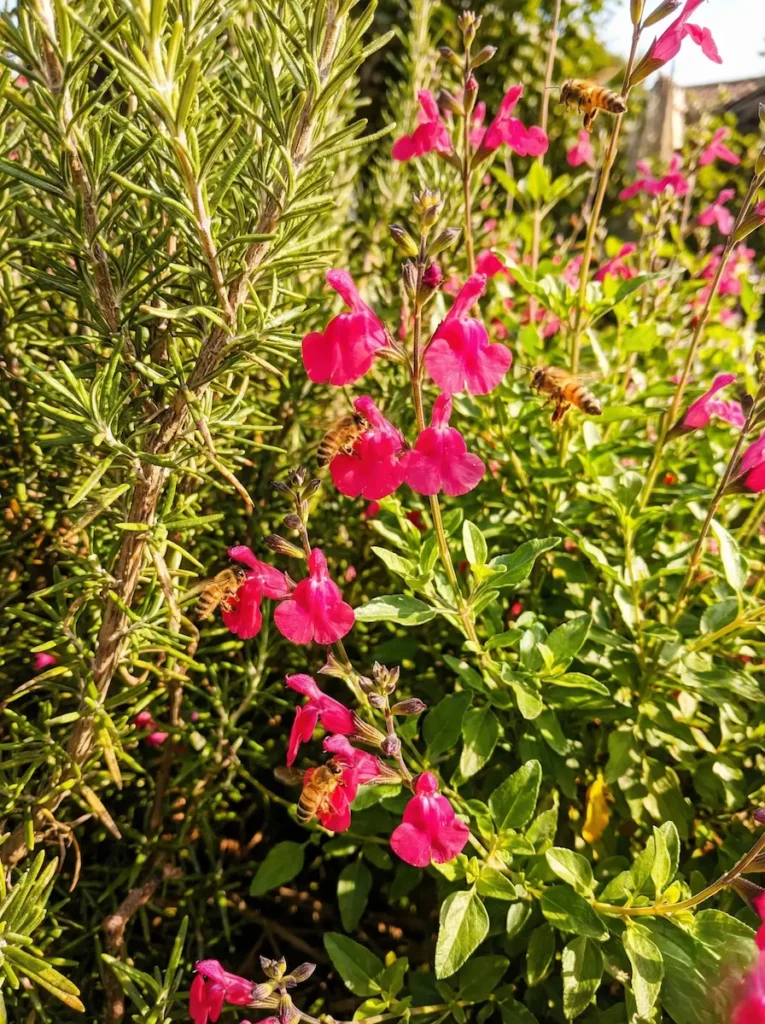 salvia greggi con aromáticas color y aroma de bajo mantenimiento.