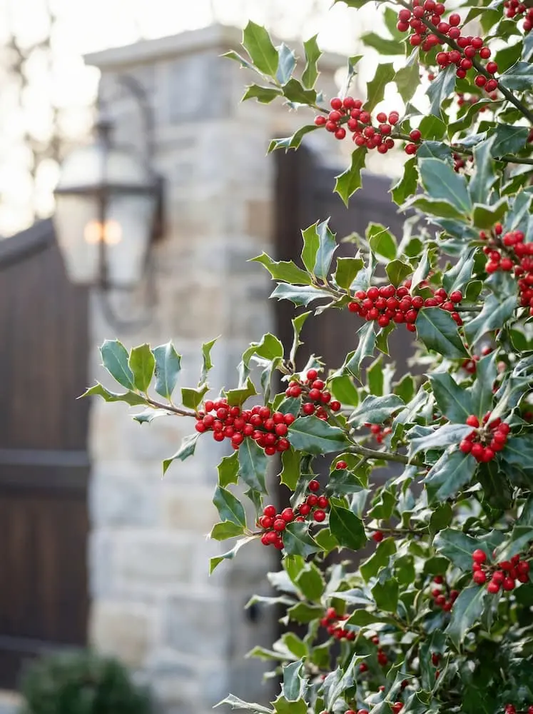 Acebo en invierno Acebo en invierno Madrid