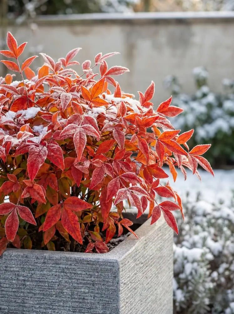 Nandina en invierno Nandina en invierno