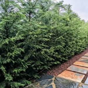 seto de leylandii en las Rozas