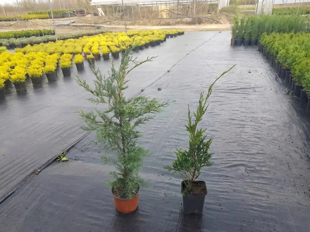 comparativa de leylandii