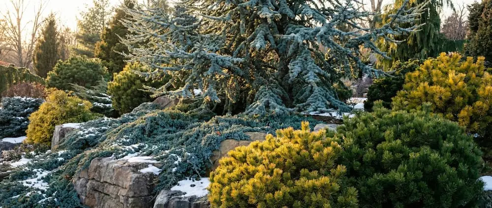 Jardín de coníferas