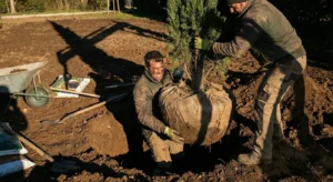 plantando grandes ejemplares