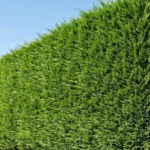 seto de leylandii alto, buen mantenimiento