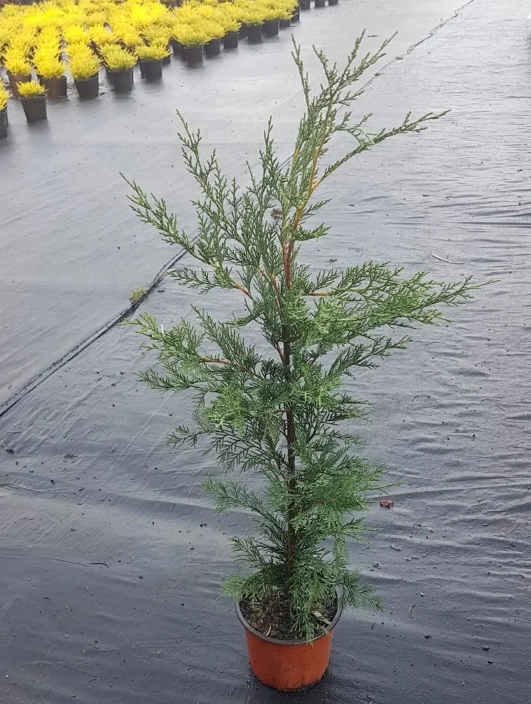 leylandii 3 lts.vict Leylandii en contenedor de 3 litros