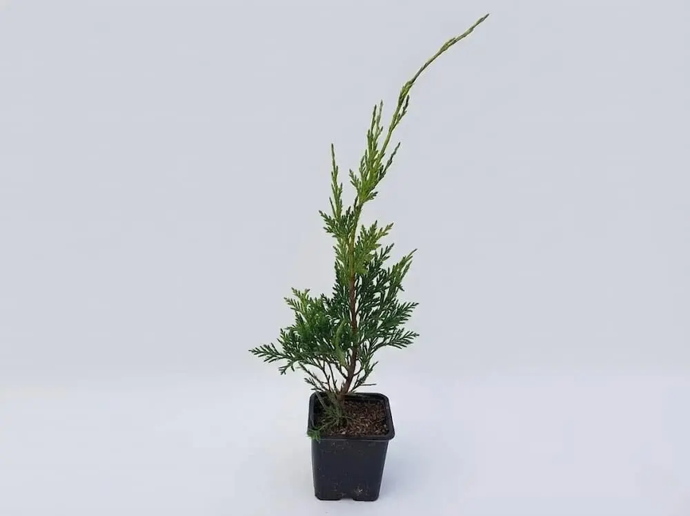 leylandii m11 (1) leylandii en maceta cuadrada de 12 cm.