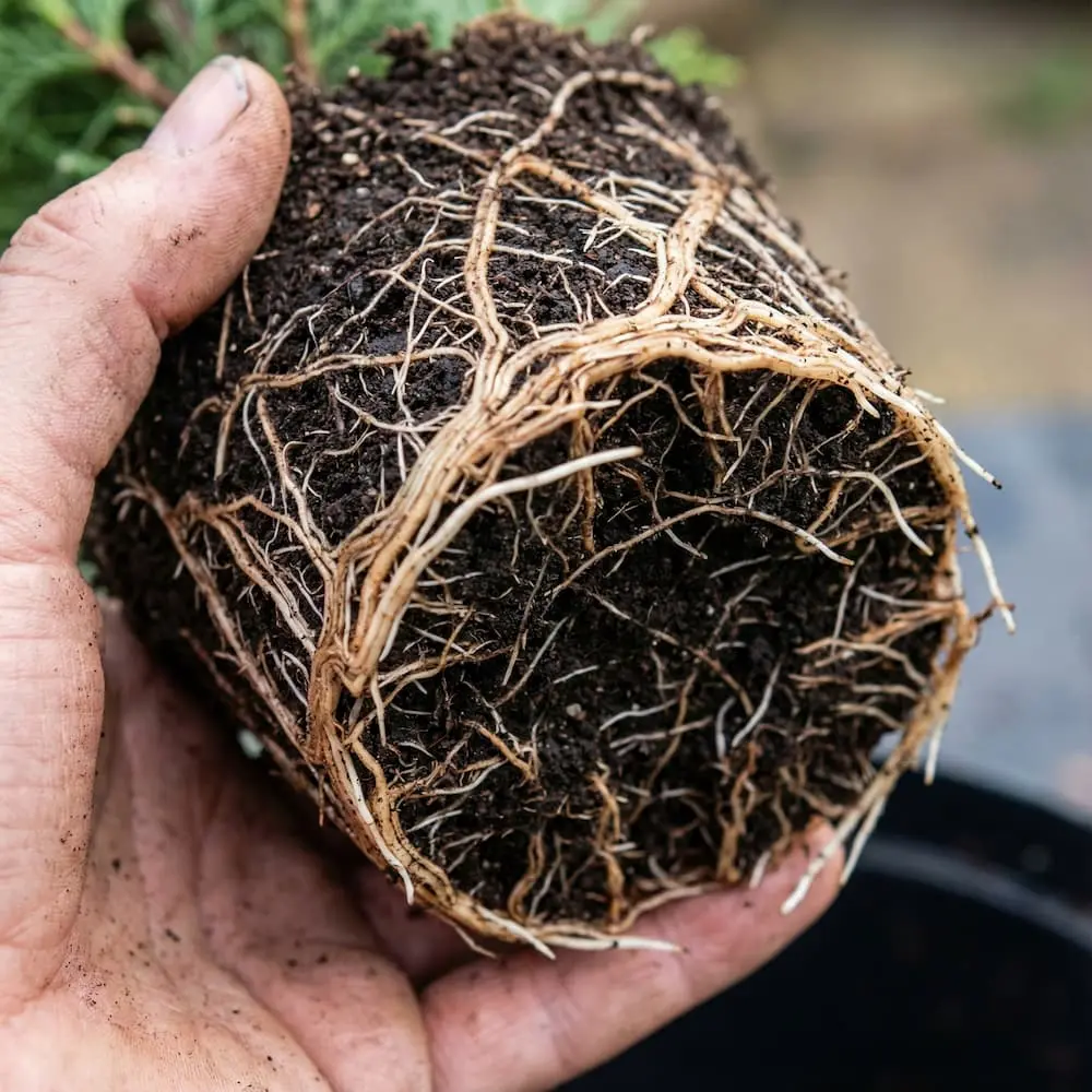 raices leylandii contenedor de 12 cm. enraizado de leylandii