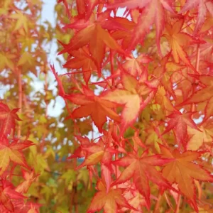 acer palmatum bi-hoo detalle ramas y hoja en otoño