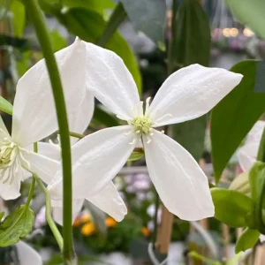 Flor semejante al jazmín, y aromática.