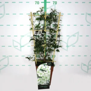 clematis en espaldera 3 lts.