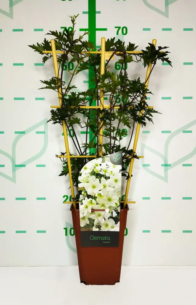 Clematis 'Avalanche' - Imagen 2