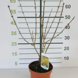 forsythia lynwood en maceta de 3 litros