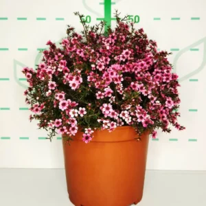 leptospermum scopararium flor de la miel de Manuka