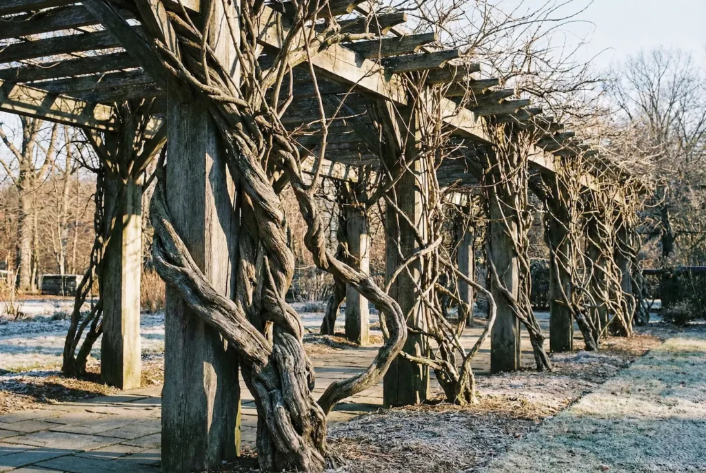 glicinias durmiendo en invierno, se aprecia la fortaleza de sus ramas leñosas, sigue consejos de poda