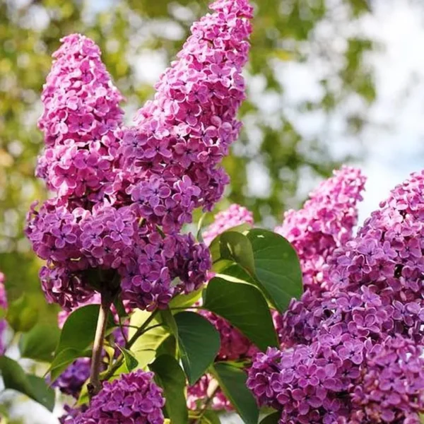 Comprar Lilo Madrid (Syringa vulgaris) | Aroma Intenso | Venta