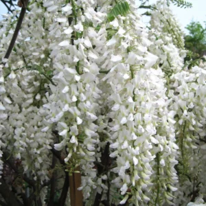 glicinia con grandes ramos de flor blanco puro