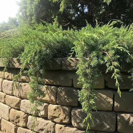 coniferas-tapizantes (1) juniperus tamariscifolia, tapizante cubresuelos