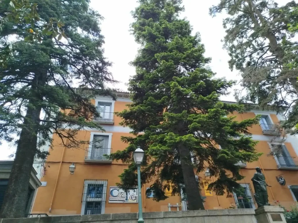 pinsapo en Plaza de jacinto Benvente El Escorial