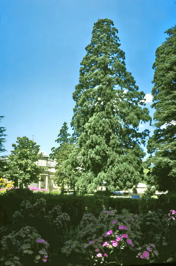 Secuoya Gigante en los jardines de la Casita del Príncipe, El Escorial