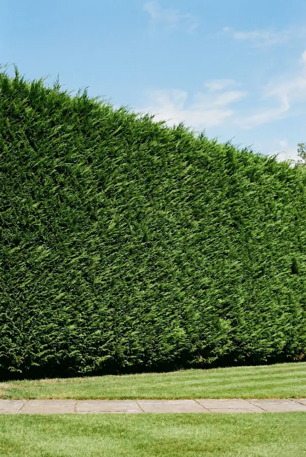 seto de leylandii bien cuidado Seto de leylandii bien cuidado