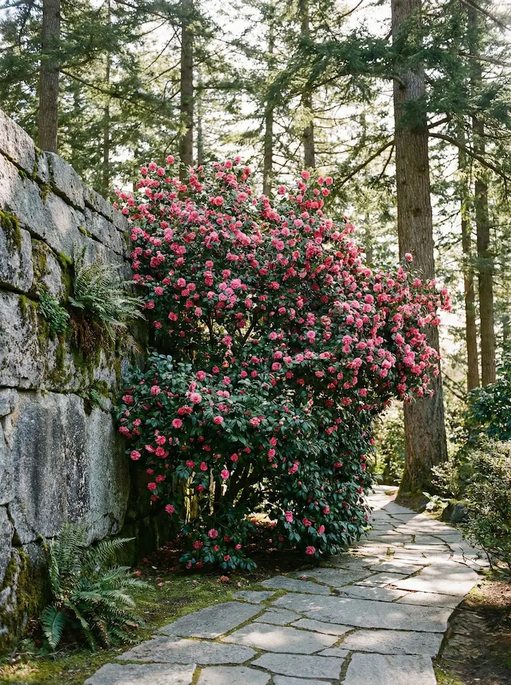camelia ejemplar en jardín de la Sierra de Madrid